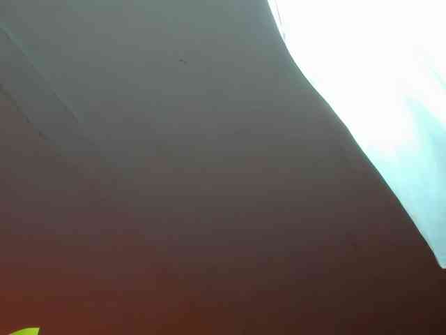 LaraCat1 webcam