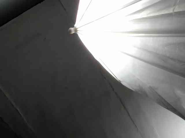 LaraCat1 webcam