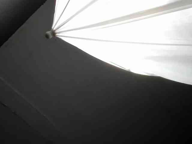 LaraCat1 webcam