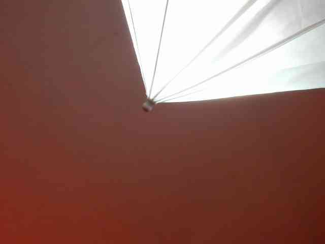 LaraCat1 webcam