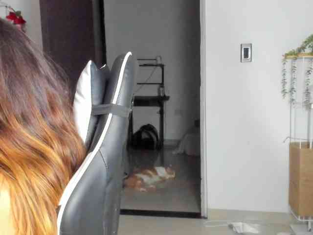 LaraCat1 webcam