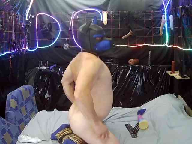 Doberman1a