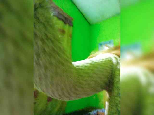 Kyrene webcam