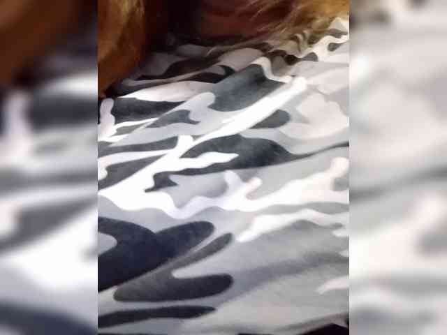 Kyrene webcam