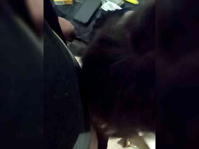 Модель: Yana25252525