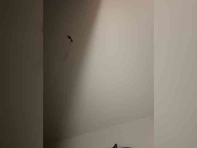NotBellucci webcam