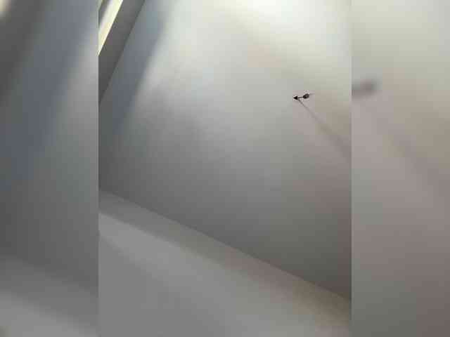 NotBellucci webcam