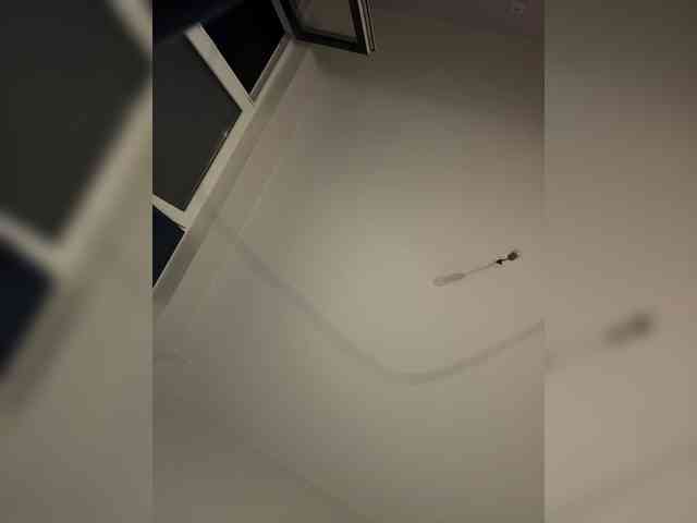 NotBellucci webcam