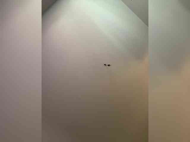 NotBellucci webcam
