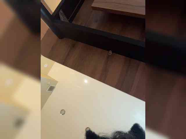 NotBellucci webcam