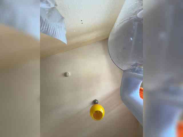 NotBellucci webcam