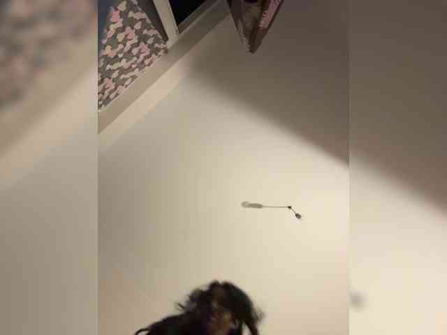 NotBellucci webcam