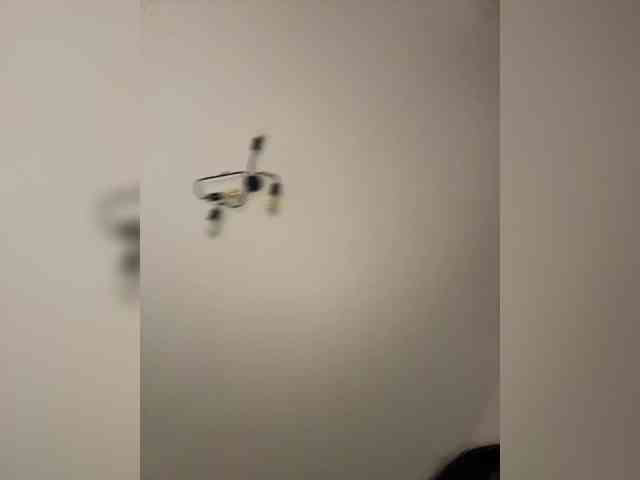 NotBellucci webcam