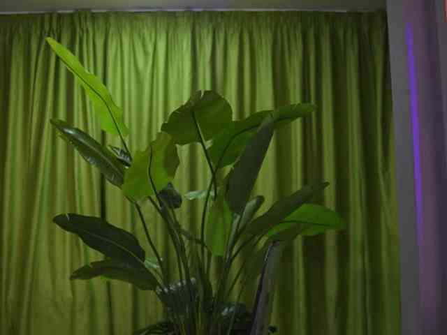 AvaSolis webcam