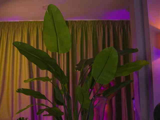 AvaSolis webcam