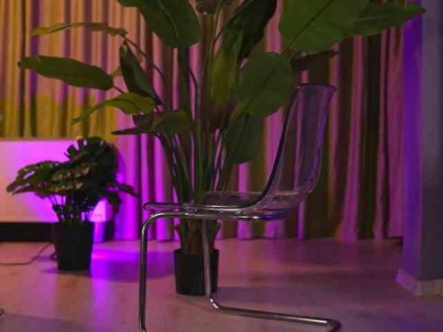 AvaSolis webcam