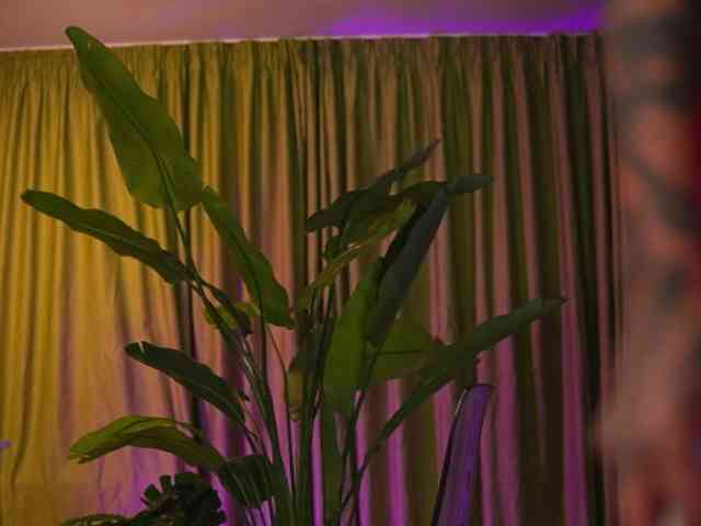 AvaSolis webcam
