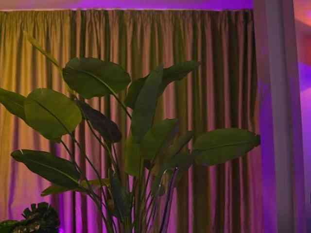AvaSolis webcam