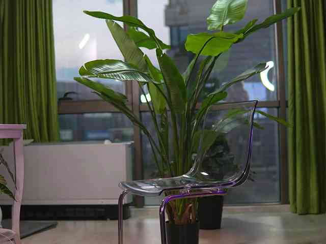 AvaSolis webcam