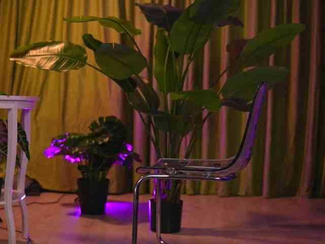 AvaSolis webcam