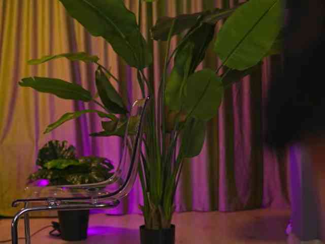 AvaSolis webcam
