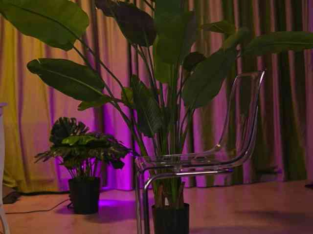 AvaSolis webcam