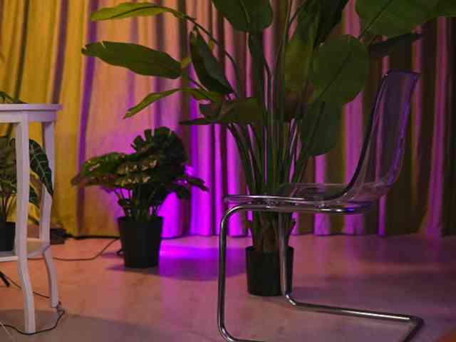 AvaSolis webcam