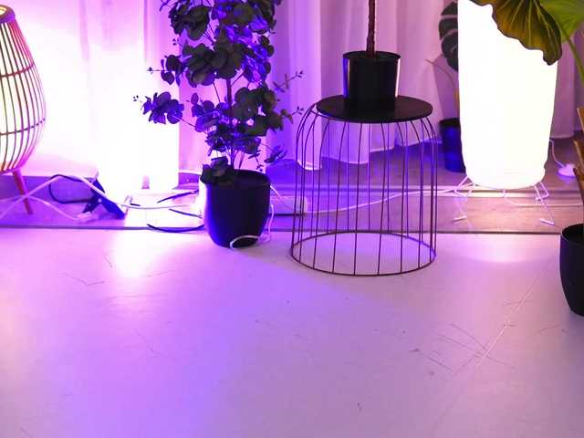 ArabianRose live cam