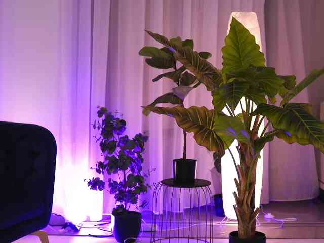 ArabianRose webcam