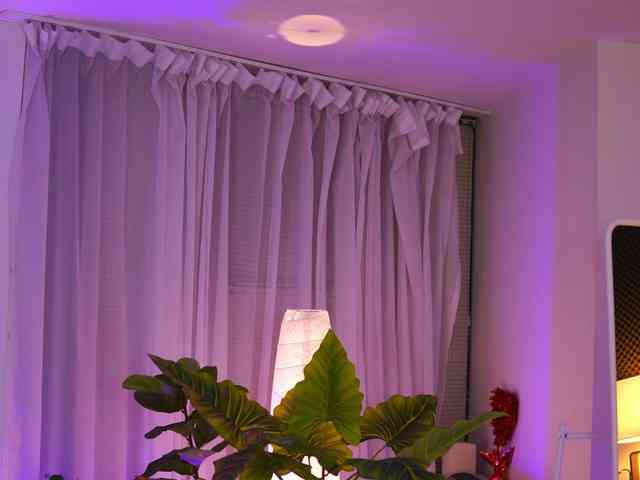 ArabianRose