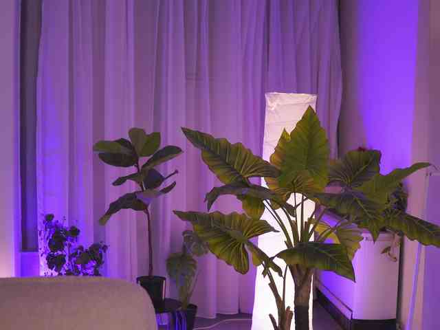 ArabianRose webcam