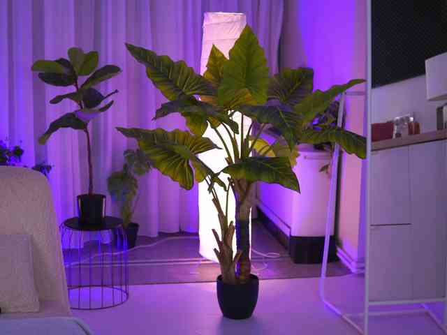 ArabianRose webcam