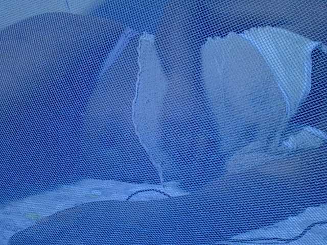 nastyyZ live cam on BongaCams
