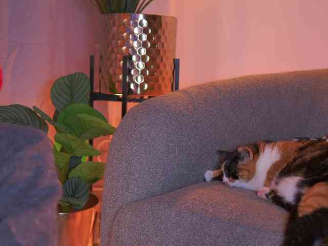 Melytaylor webcam