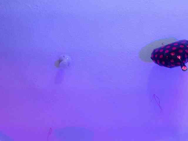 valeri-sotoo webcam