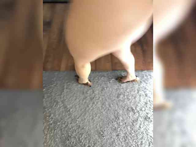 lolave webcam