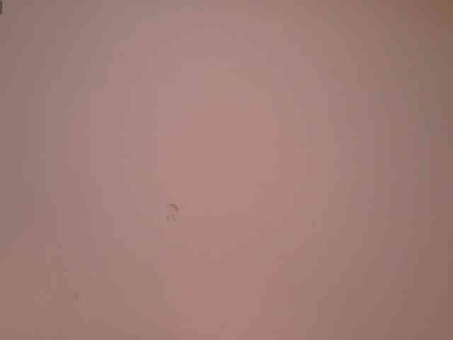 Silvana-goddess webcam