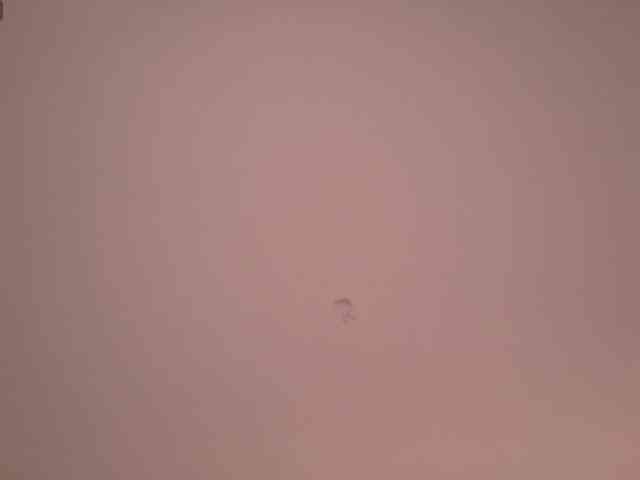 Silvana-goddess webcam
