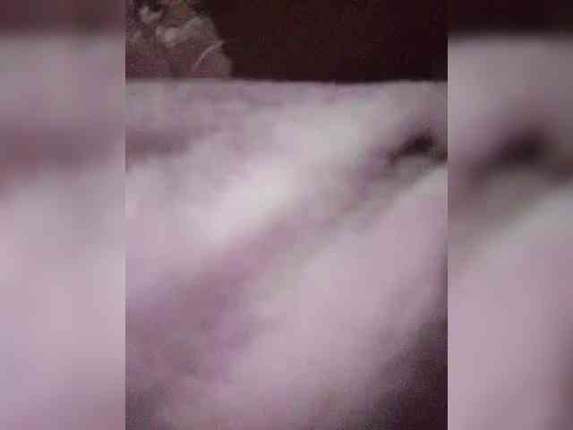 Stella11 webcam
