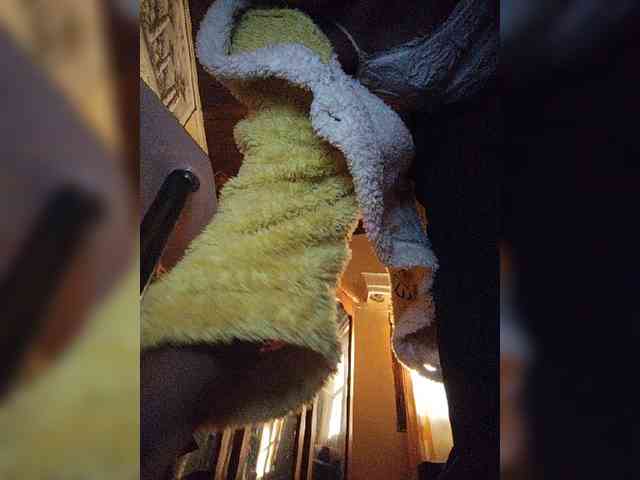 Stella11 webcam