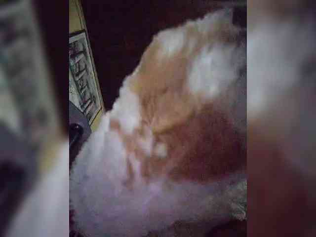 Stella11 webcam