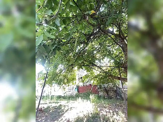 VMvano