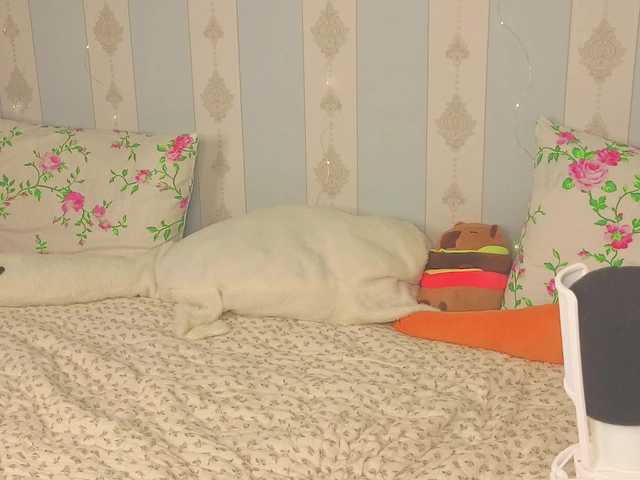miya-soft live cam on BongaCams