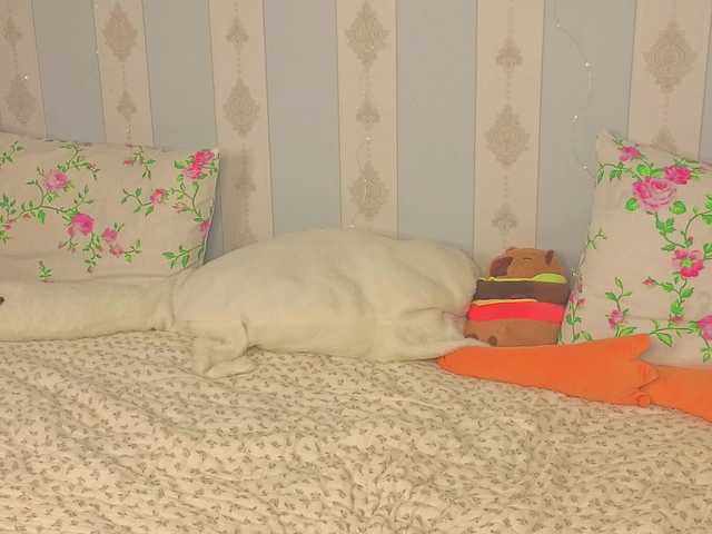 miya-soft live cam on BongaCams