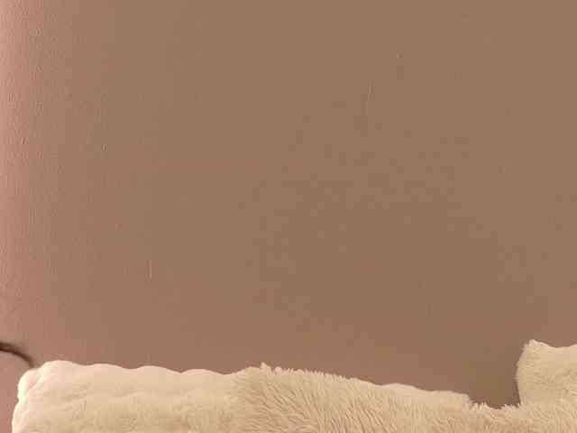 Anaayss webcam
