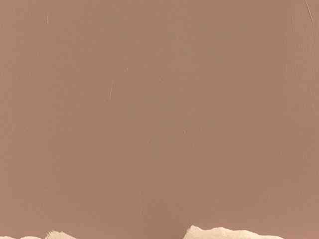 Anaayss webcam