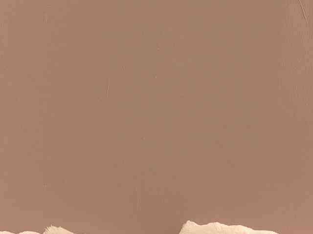 Anaayss webcam