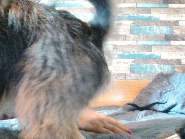 Yvete live cam on BongaCams