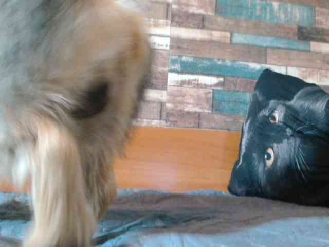 Yvete webcam