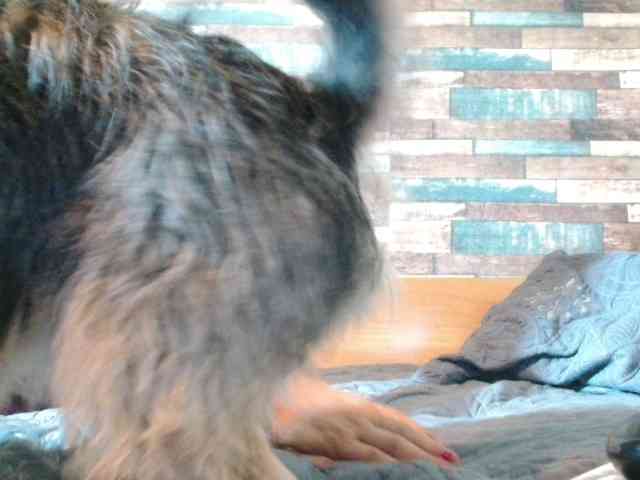 Yvete webcam